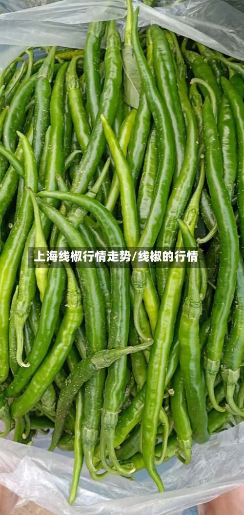 上海线椒行情走势/线椒的行情