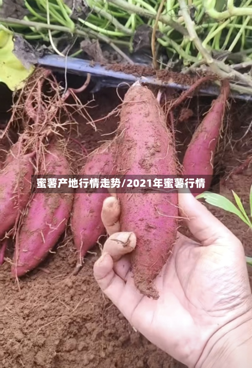 蜜薯产地行情走势/2021年蜜薯行情