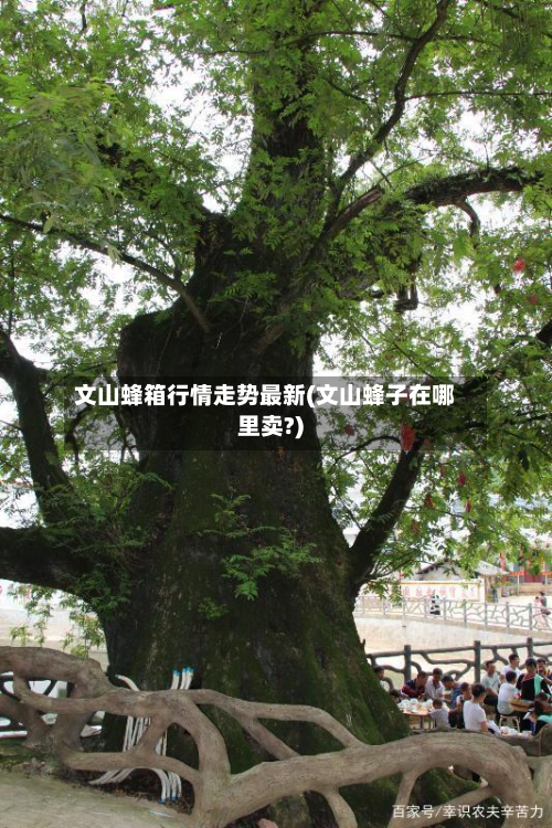 文山蜂箱行情走势最新(文山蜂子在哪里卖?)
