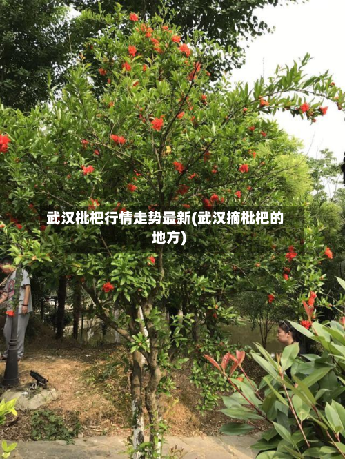 武汉枇杷行情走势最新(武汉摘枇杷的地方)